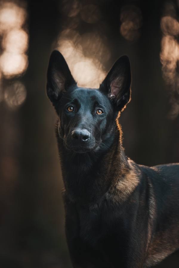 Belgický malinois v Borském parku Plzeň