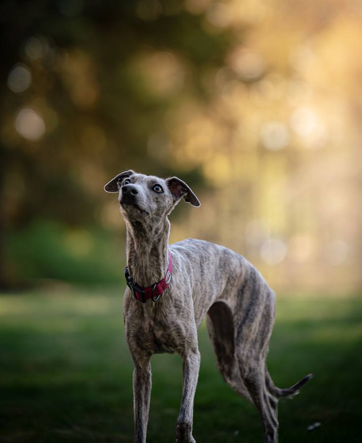 Whippet v Borském parku