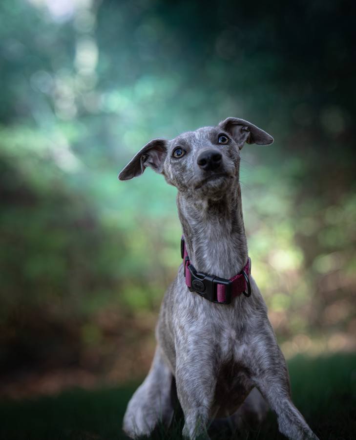 Whippet v parku