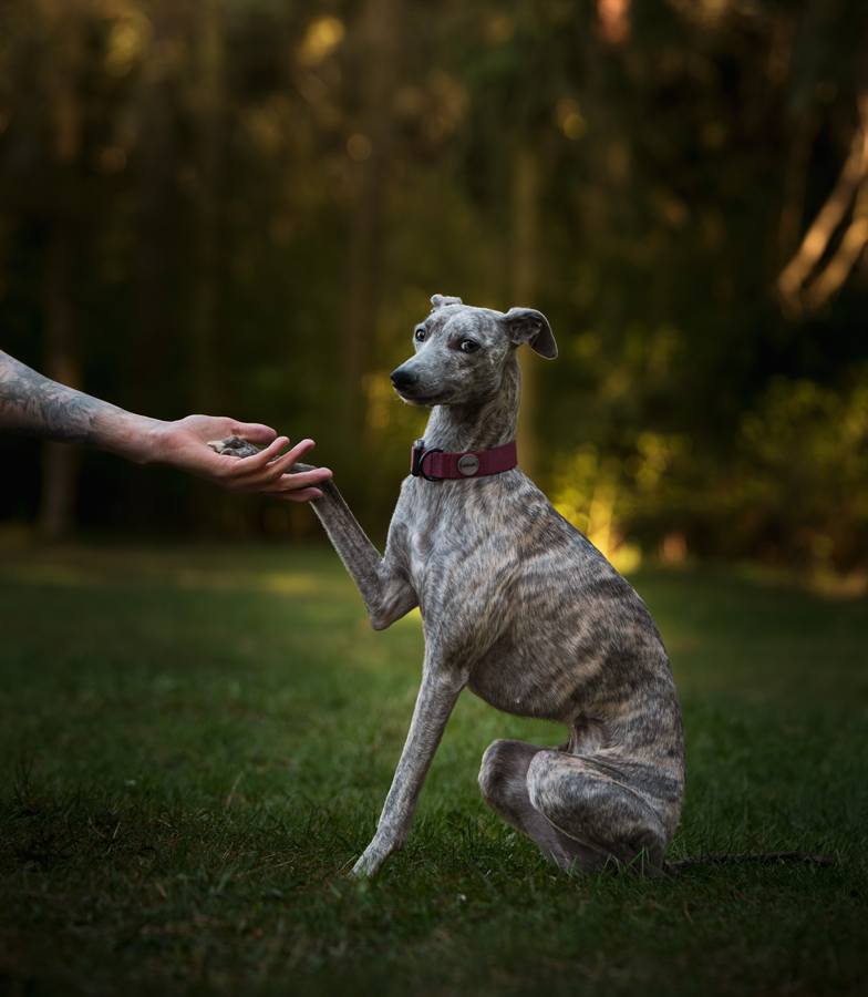 Whippet podávající tlapu